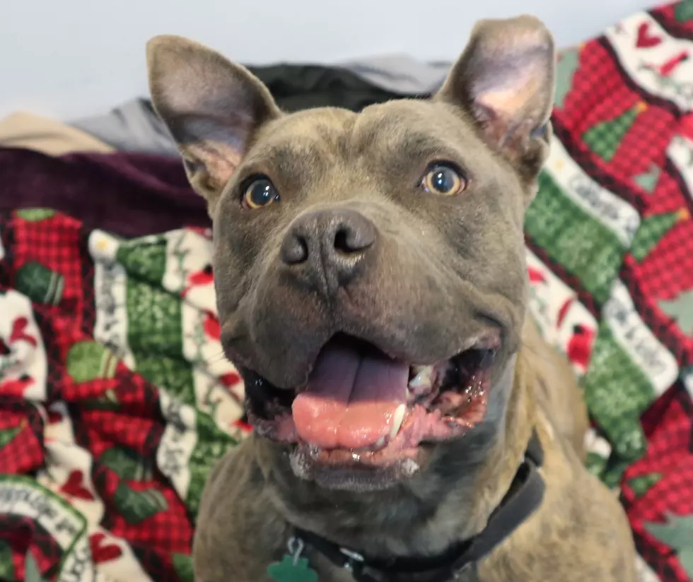 This Ocean County Happy Pup Will Keep You Smiling