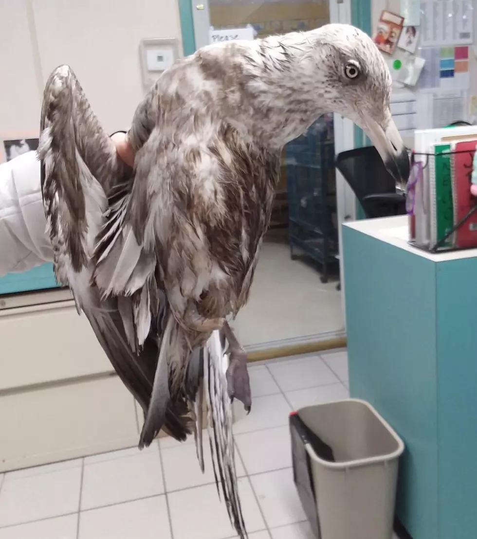 Seagull found in Surf City. (Popcorn Park Zoo)
