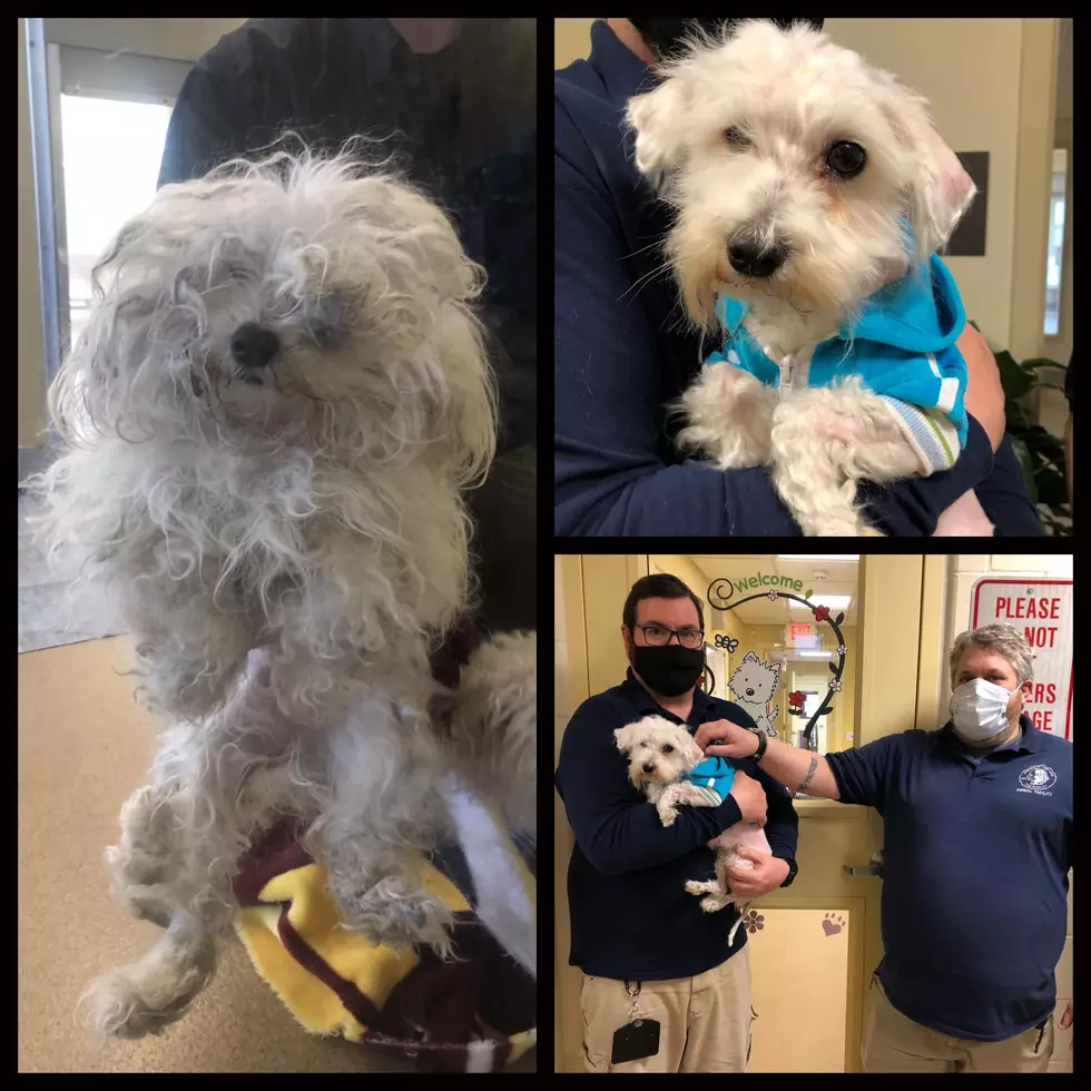 Two dogs found abandoned behind the Ocean County Mall in Toms River