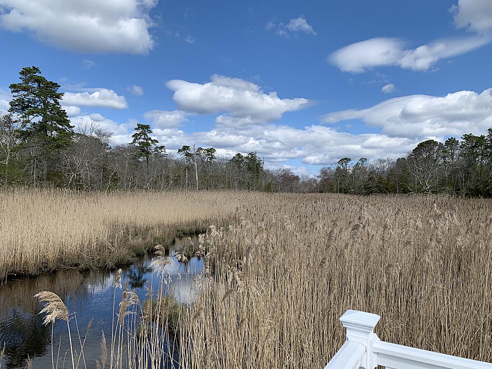 The Beautiful Grassle Marsh Trail in Scenic Little Egg Harbor, New Jersey