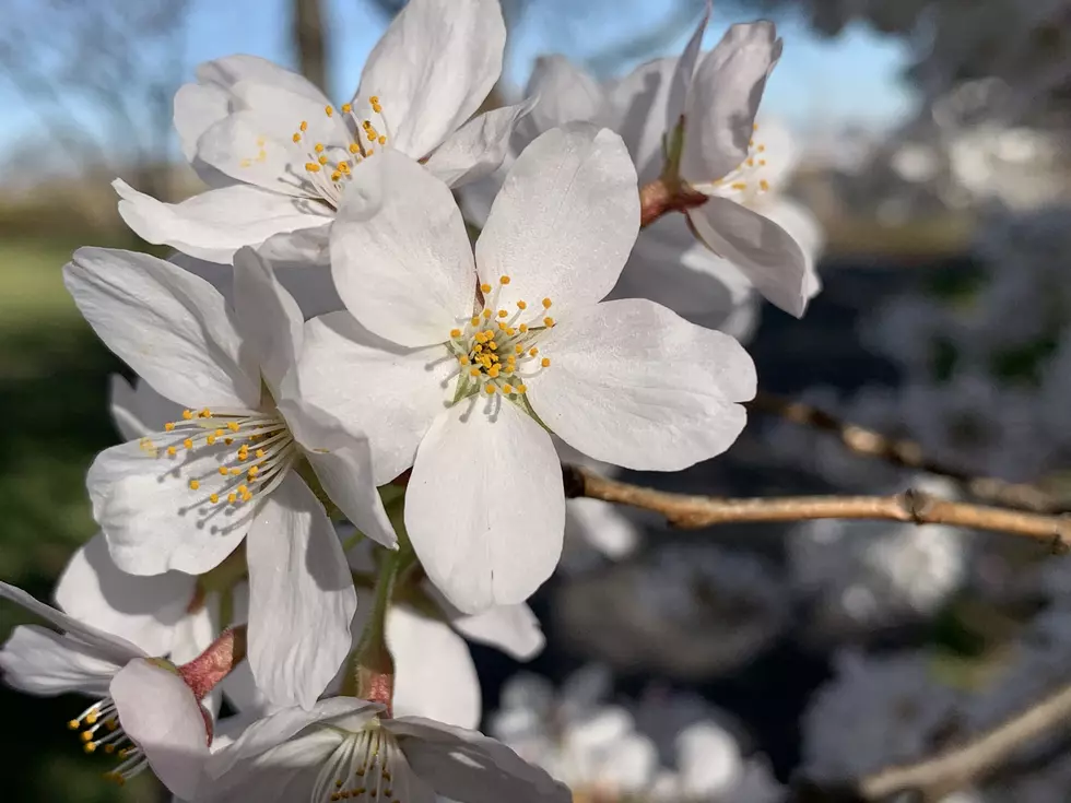Hurry! Still Time to See the Beautiful Cherry Blossoms in Newark, New Jersey