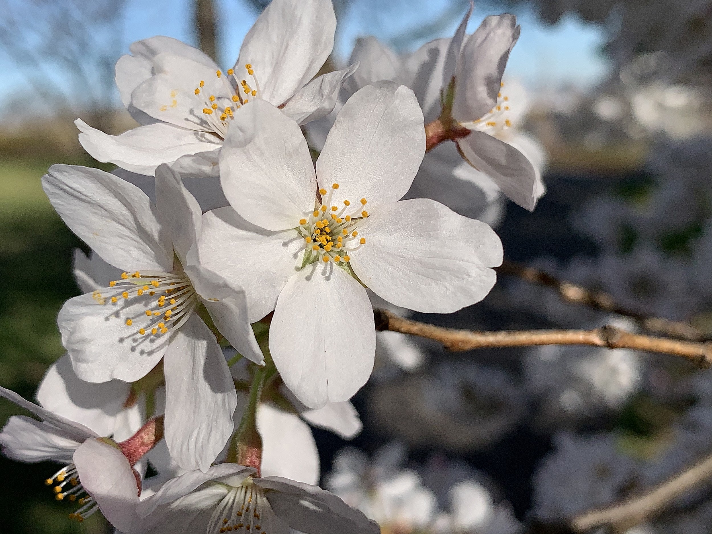 Don't Miss New Jersey's Spectacular Bloomfest Cherry Blossoms
