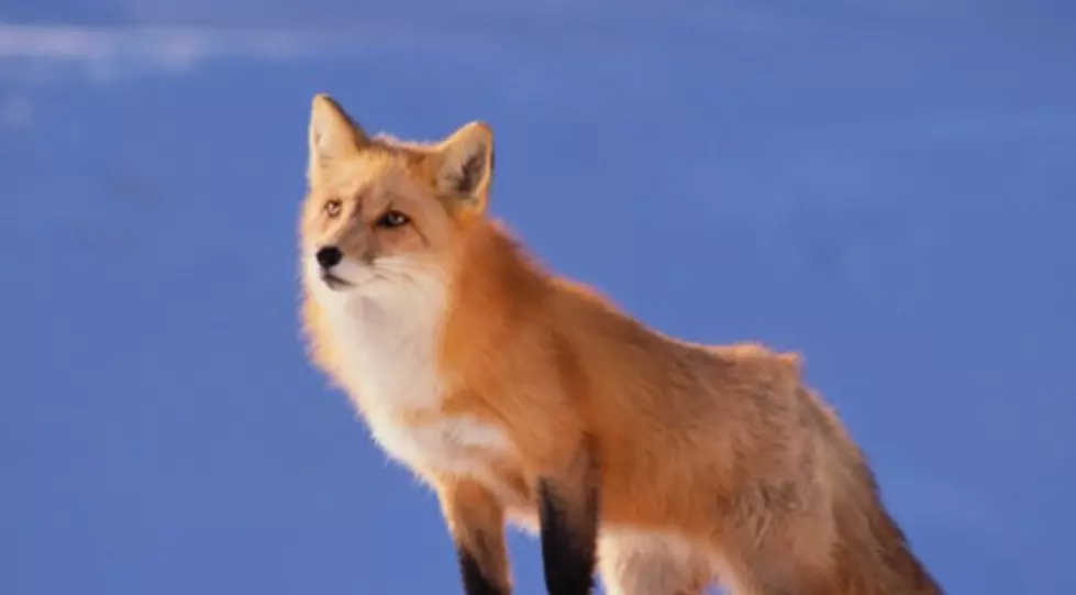 Beautiful Momma Fox And Pups Causing A Stir At Asbury Park, New Jersey Beach