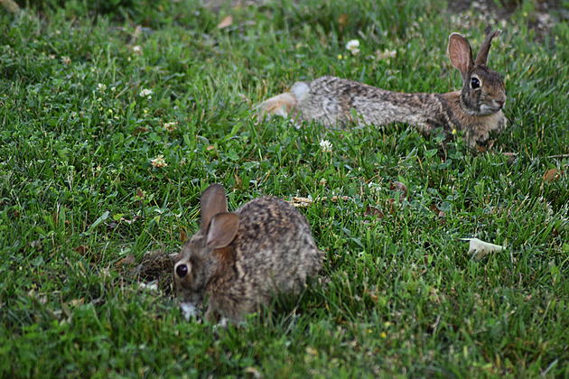 Curious, Are You Seeing a Rabbit Explosion in Ocean County, New Jersey