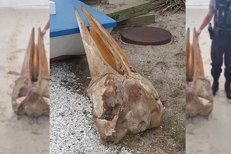 Mystery of Massive Skull Discovered At Island Beach State Park Solved
