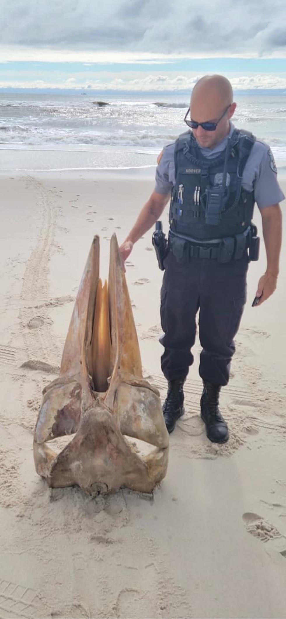 Mystery of Massive Seaside Park, New Jersey Washed Up Skull Solved