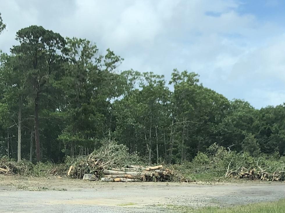 Trees Are Being Leveled On Rt. 9; Anything Exciting Coming to Bayville