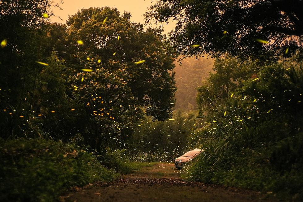 Why Didn't We See Many Fireflies in New Jersey This Summer?