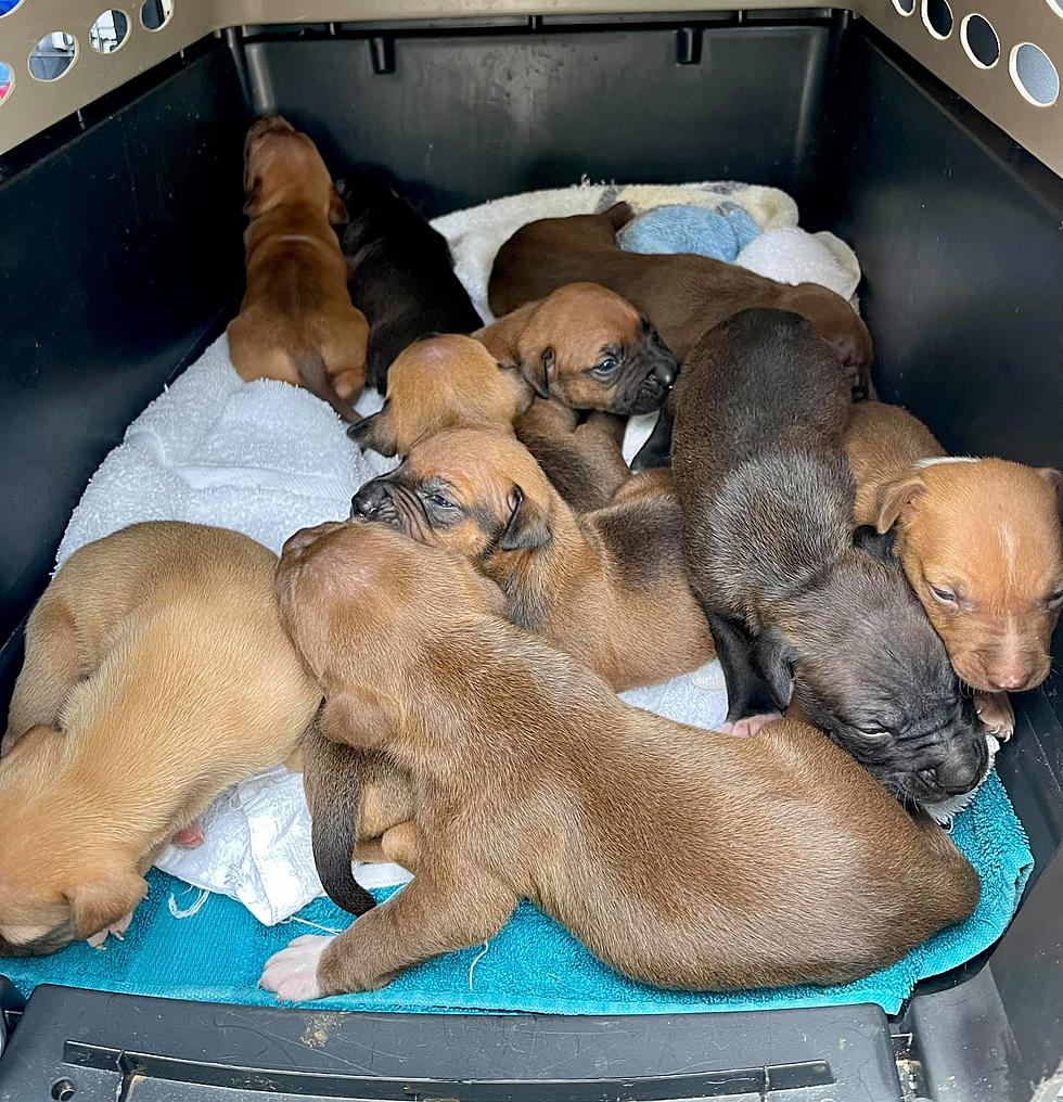 10 puppies heard weeping as they sat in filth at a home in Asbury Park