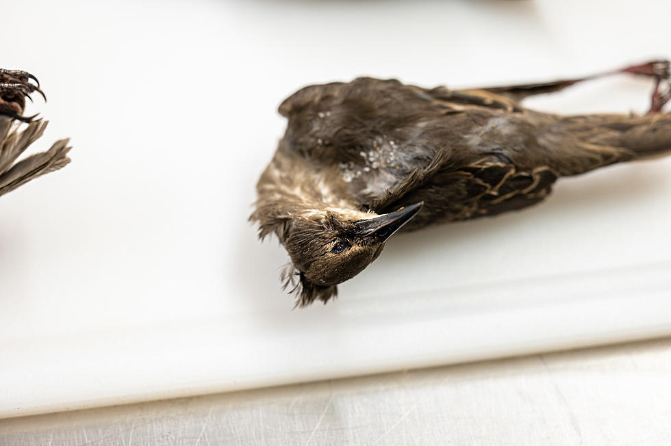Some NJ Songbirds Are Dying ‘In Large Numbers’ And Researchers Do Not Know Why