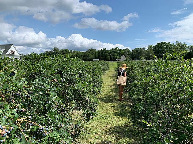 Great Family Summer Activity! Blueberry Picking in New Jersey