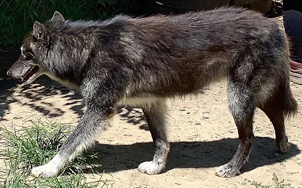 Amazing Wolf-dogs at Howling Woods Farm in Jackson, New Jersey