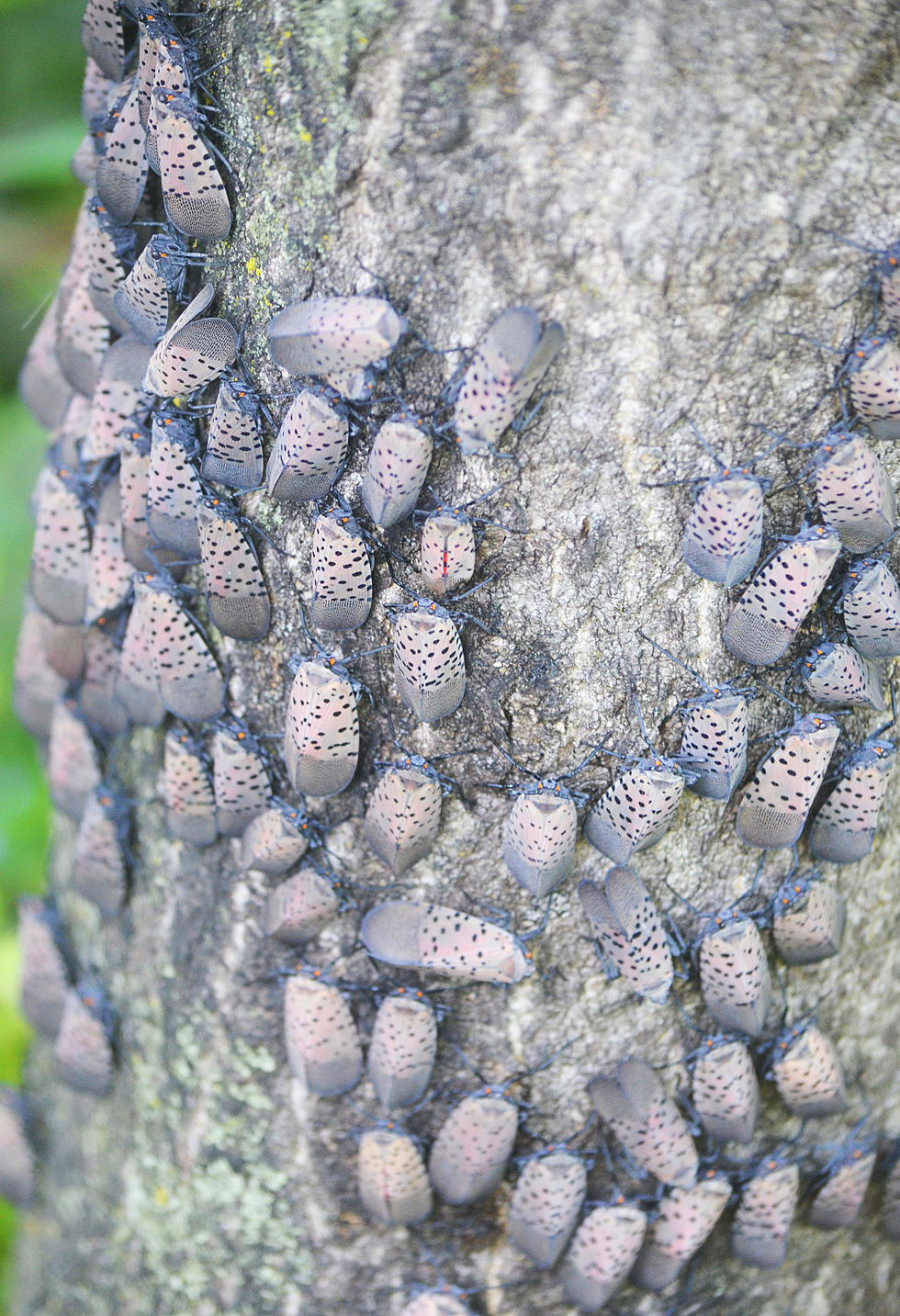 Monmouth County added to State list of spotted lantern fly quarantine zones