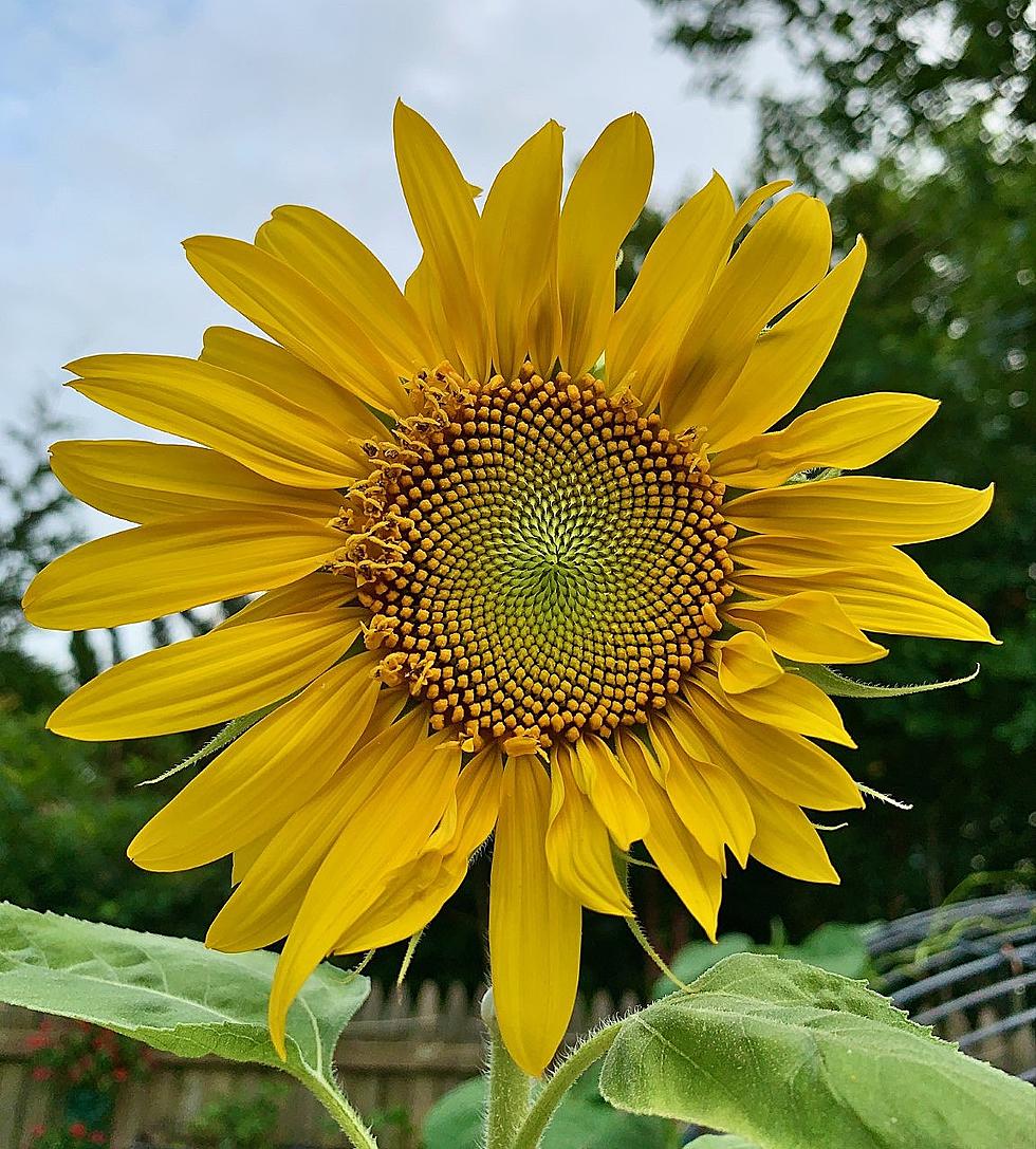 Gorgeous! Do You Love The Summer Sunflowers in Ocean County?