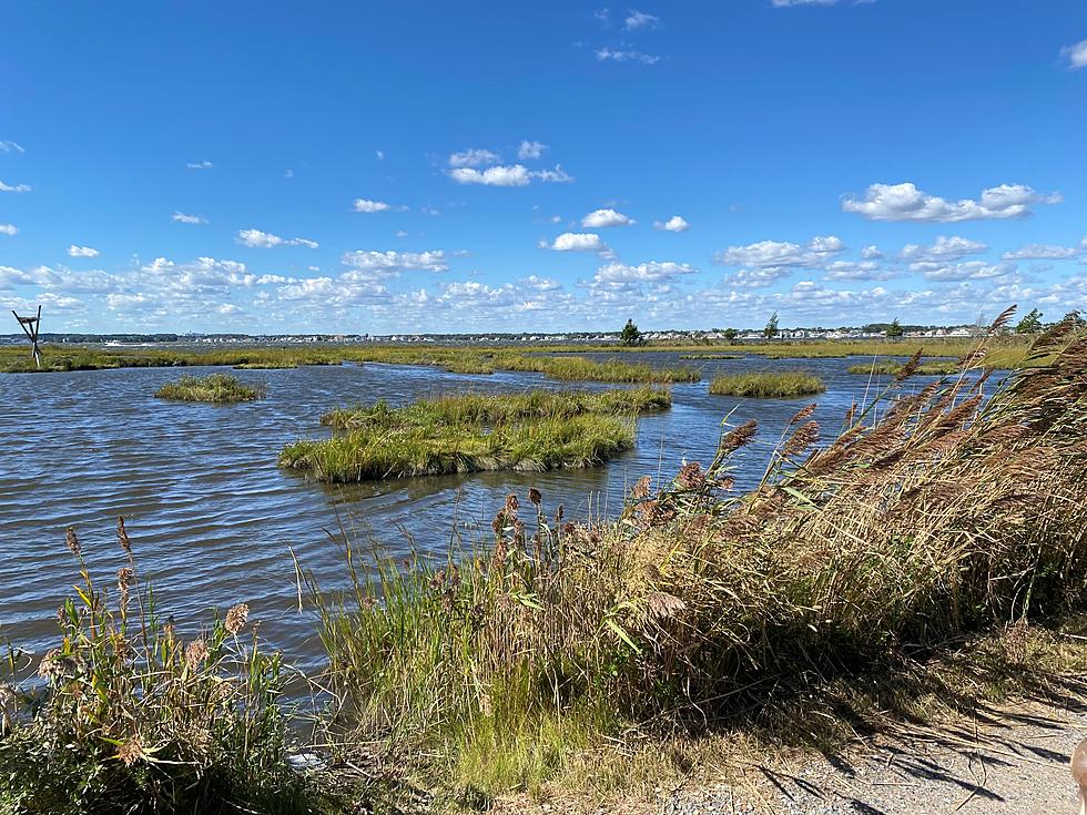 Bayville, New Jersey Idiot Abandons Wife And Children At Cattus Island County Park