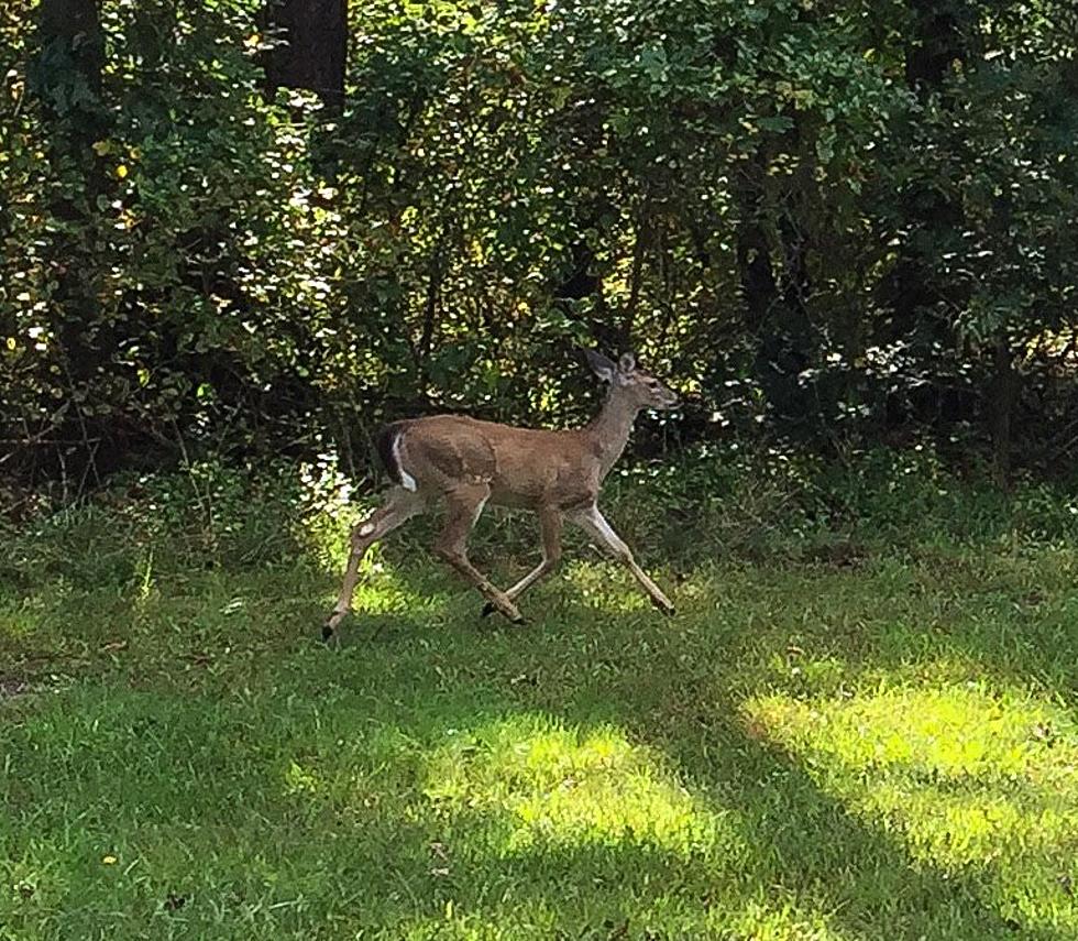 Look Out! It’s Peak Deer Season Now at the Jersey Shore