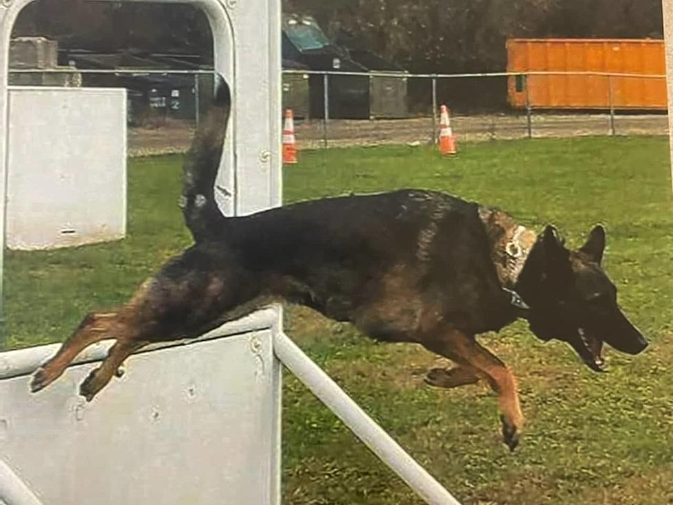 Wall Dog Goes to Heaven: Police community mourns passing of K-9 Sable
