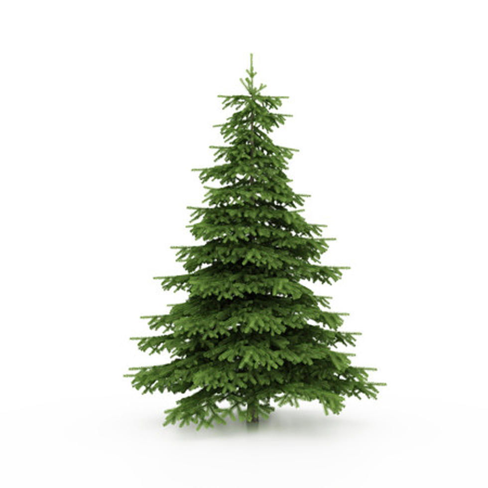 Magnificent Island Beach State Park's 2022 Christmas Tree Program