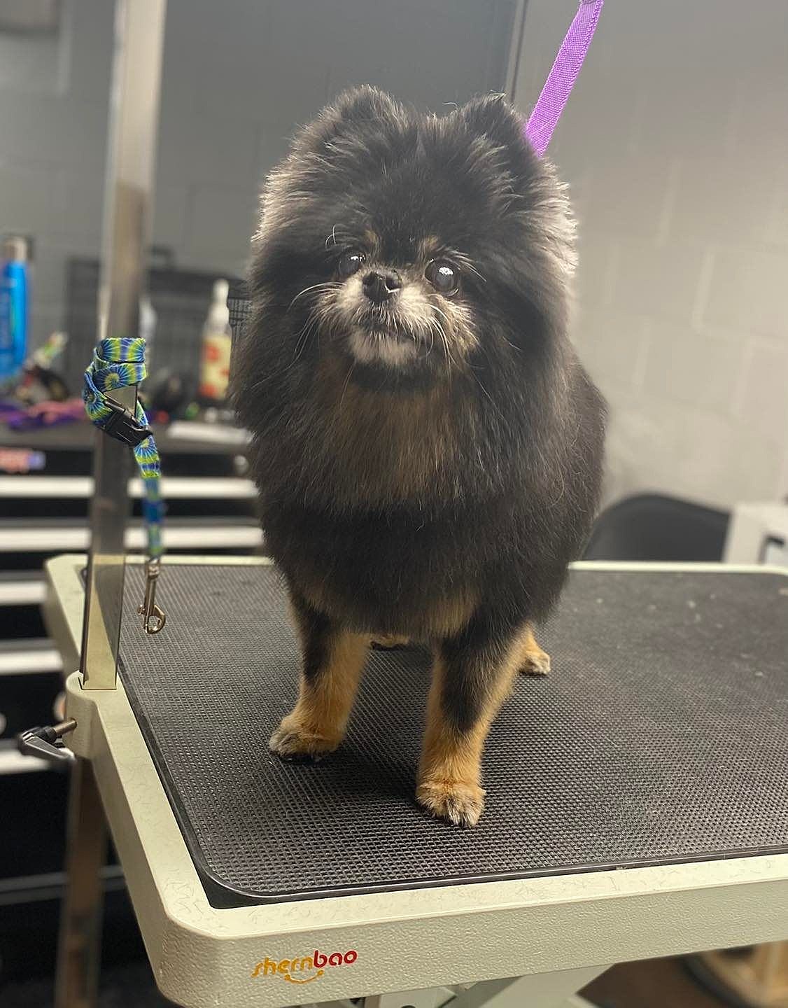 Butter luxe top dog grooming