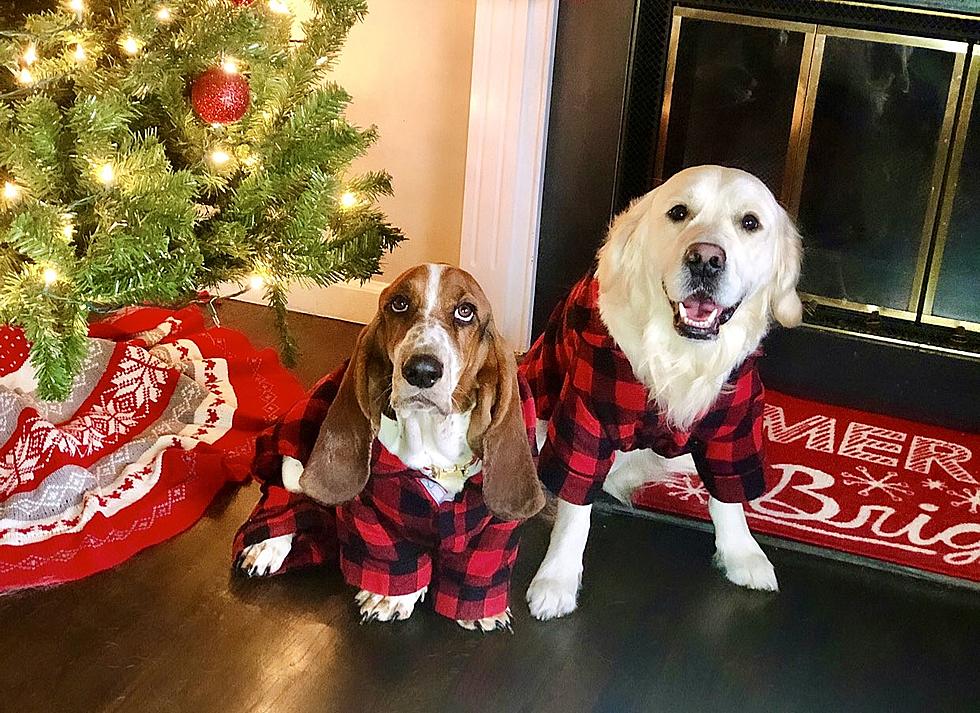 Vote Now for New Jersey&#8217;s These Cute Holiday Pets!