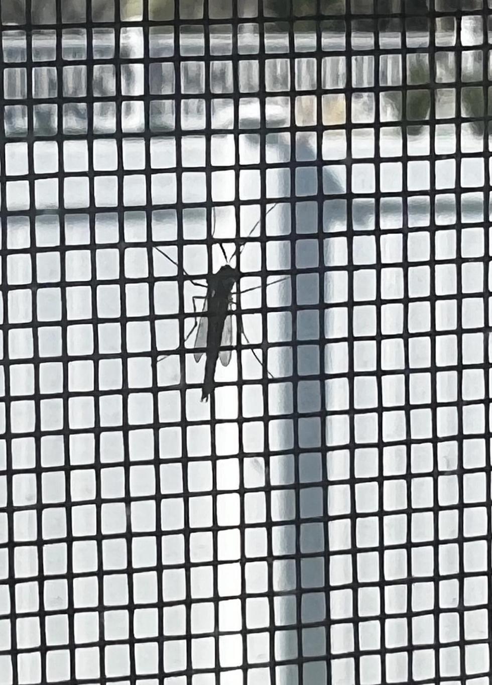 Will These Annoying Bugs Be Back for Another Season in Brick, NJ