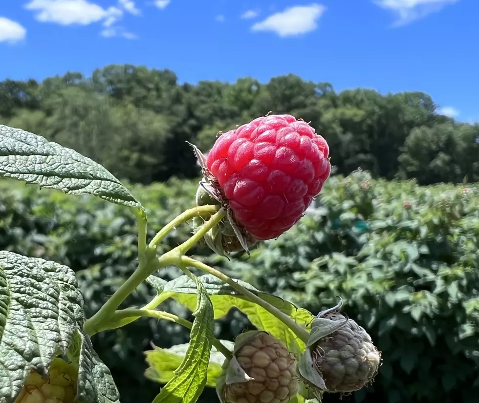 Delicious Raspberries are Waiting for You!