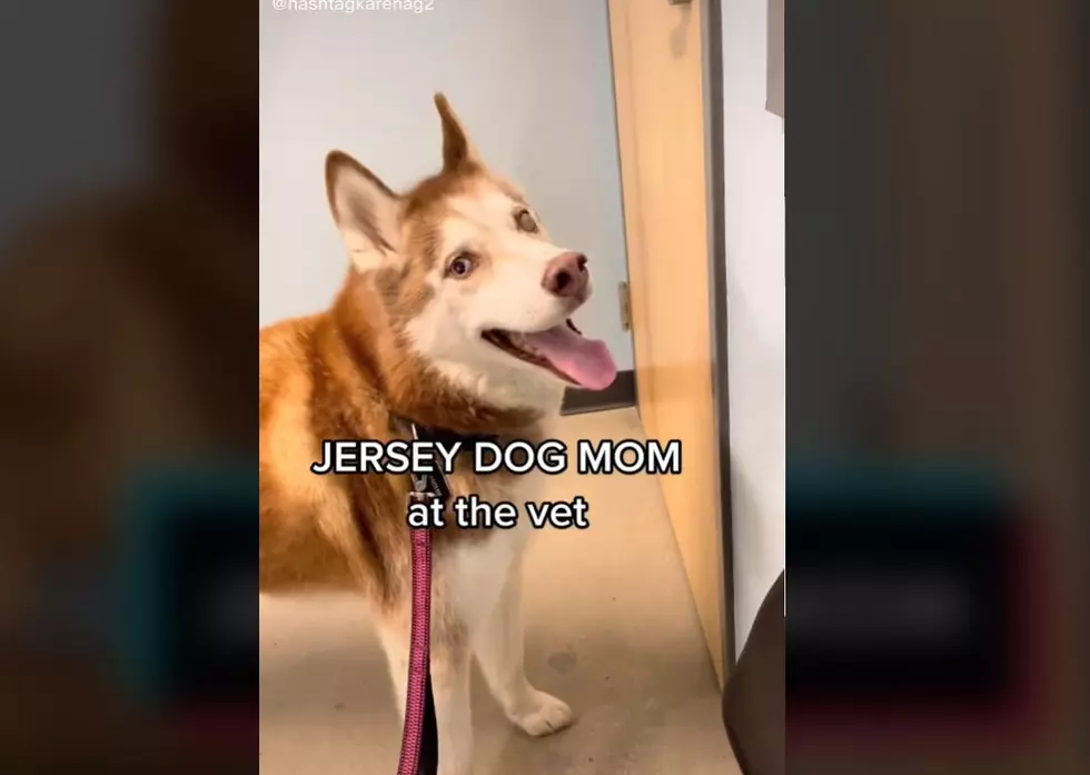 This Viral Video Perfectly Describes Every New Jersey Dog Mom