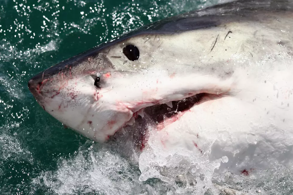 Great White Shark Makes Surprise Appearance Off Popular NJ Beach