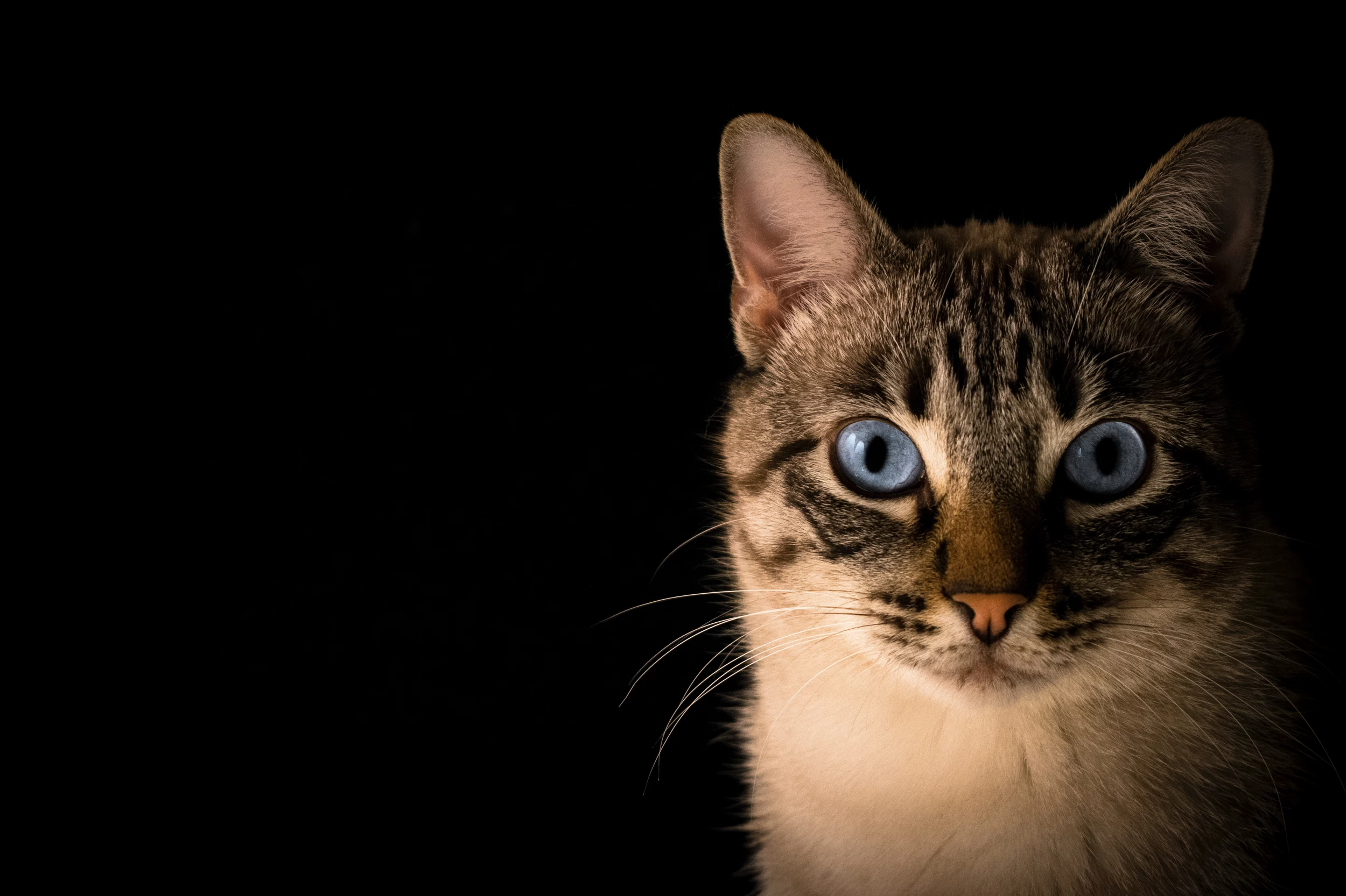 Video of 'Spoiled' Police Department Cat Has Us Cracking Up - PetHelpful  News