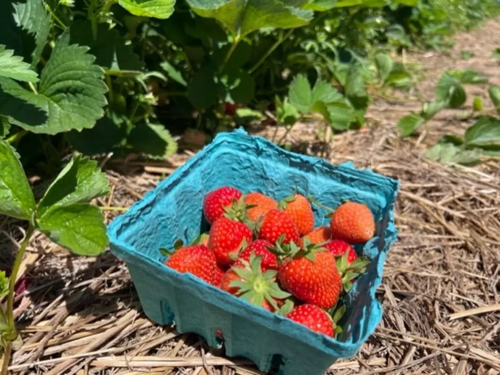 A Fantastic Day Trip To Go Strawberry Picking in New Jersey