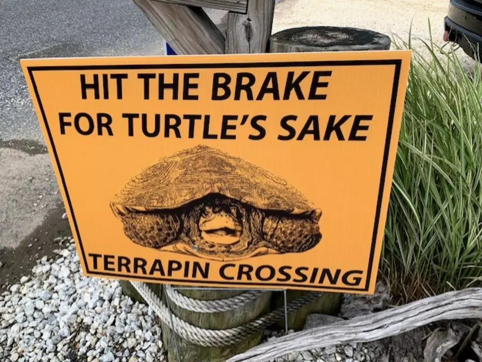 Drivers Slow Down and Look for Turtles 