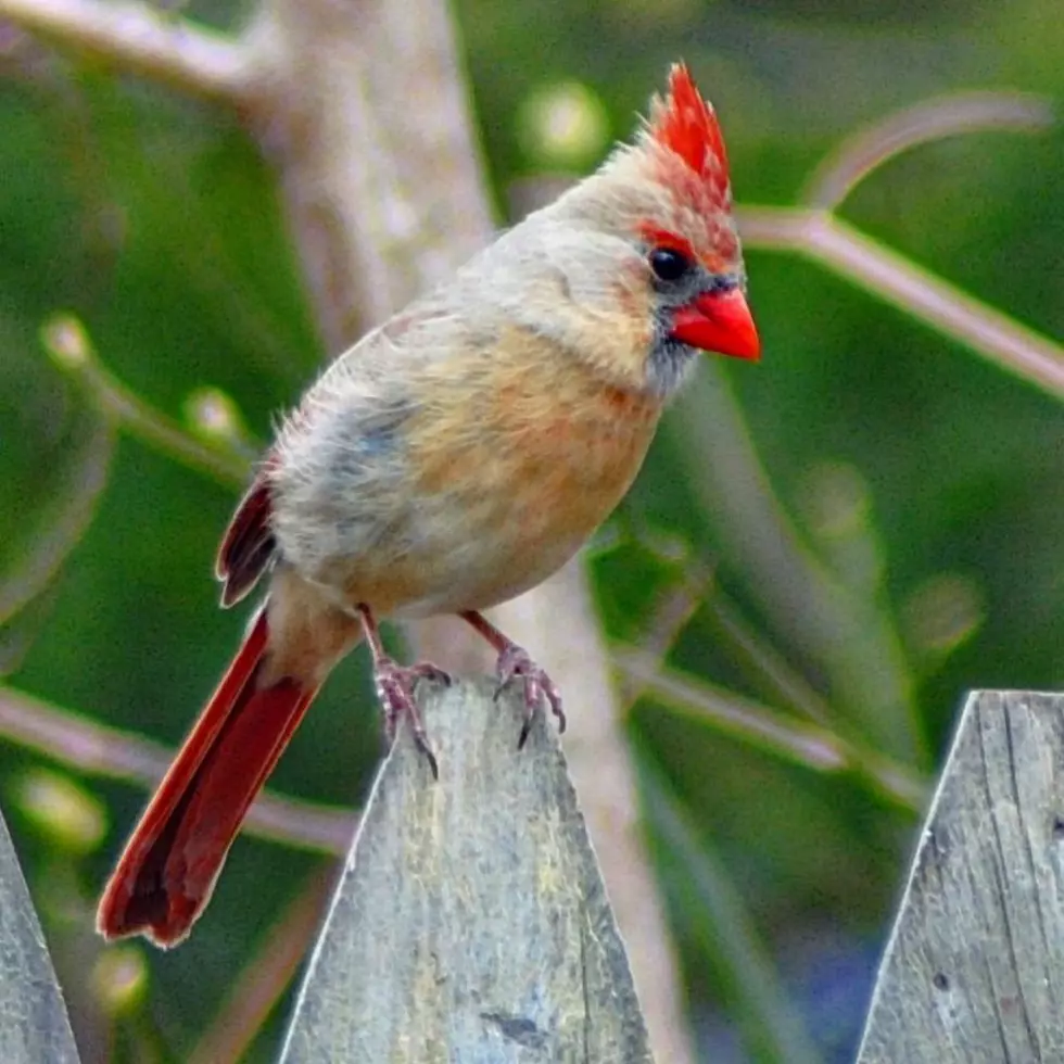 Beautiful Amazing Animals of New Jersey