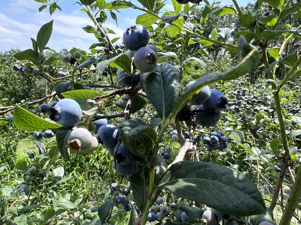 Delicious Blueberry Picking in Beautiful Burlington County New Jersey