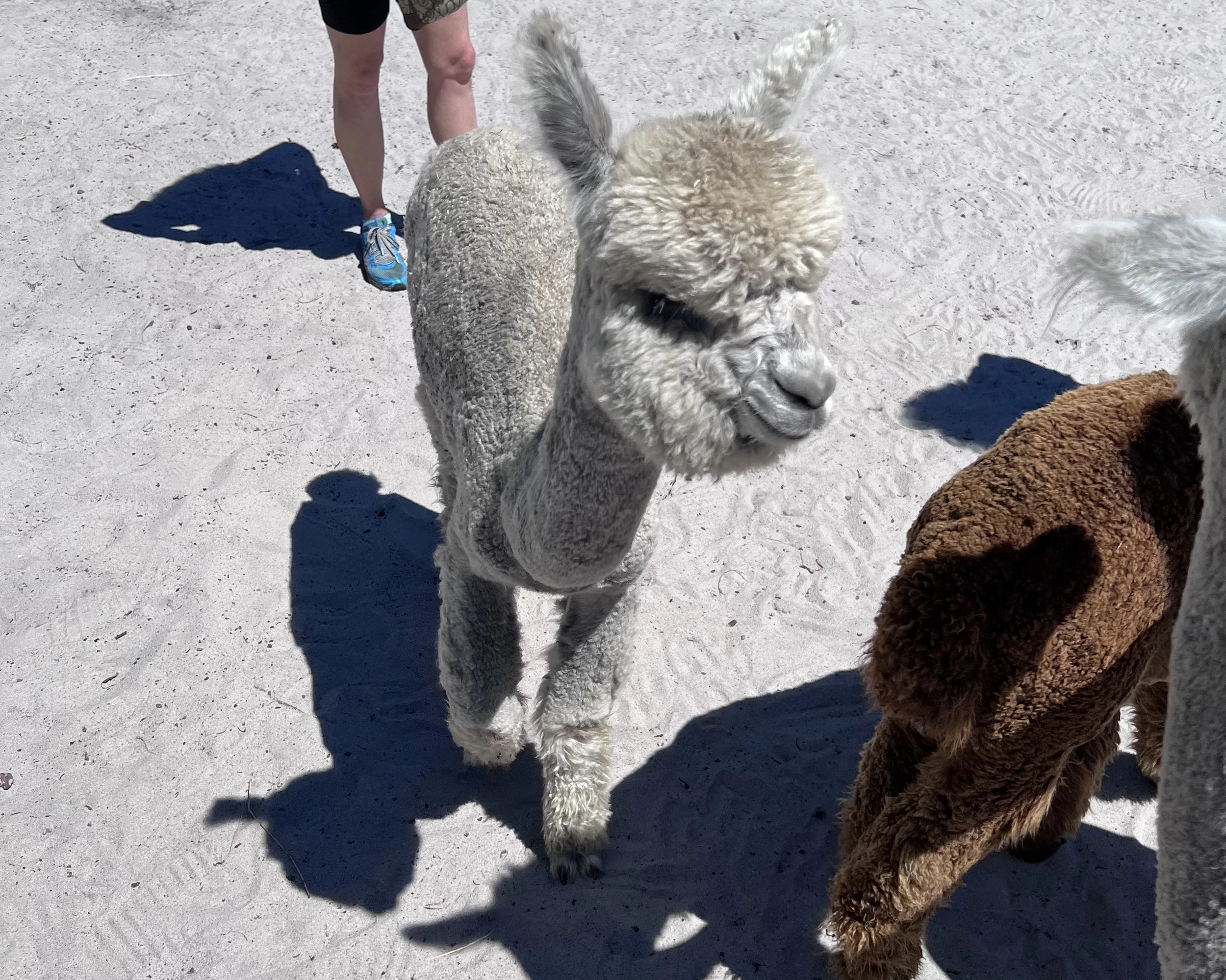 One of a Kind Alpaca Farm Not to be Missed in Ocean County