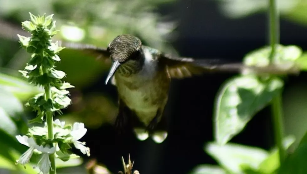 One of New Jersey's Smallest Feathered Friends the Hummingbird
