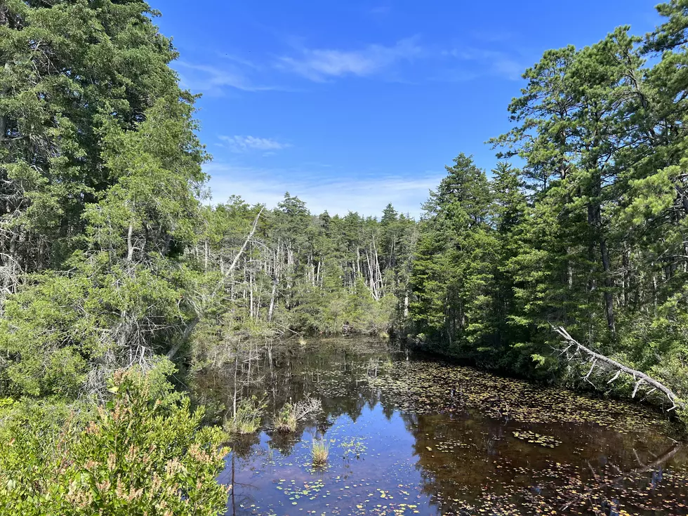 Trip to the "Enchanted Forest" Right Here in Jersey 