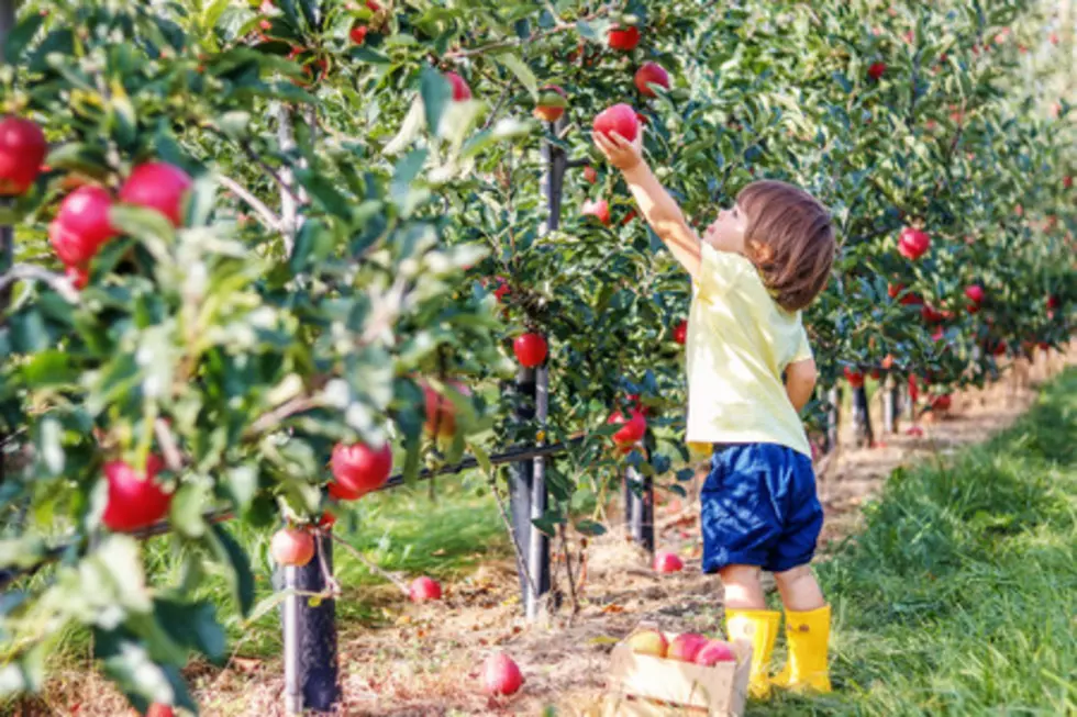 These 5 Apple Picking Places Are the Best in New Jersey