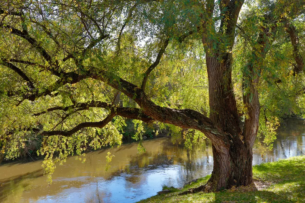 Wow! The Oldest Tree in New Jersey is Real American History