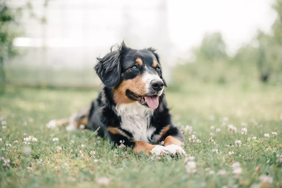 The Largest Dog Park in New Jersey and the Tri-State Area