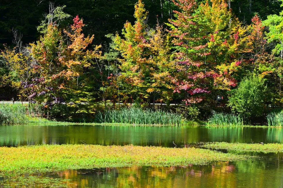 Beautiful Leaf Peeping Sights Here in New Jersey You Want To See This Autumn