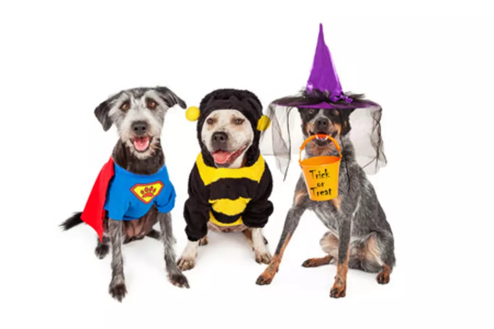 Howl! Fantastic Halloween Pet Parade this Weekend in Pt. Pleasant