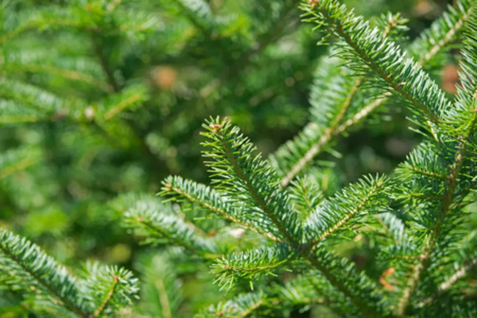 So Merry! This NJ Christmas Tree Farm Selling Colored Live Trees