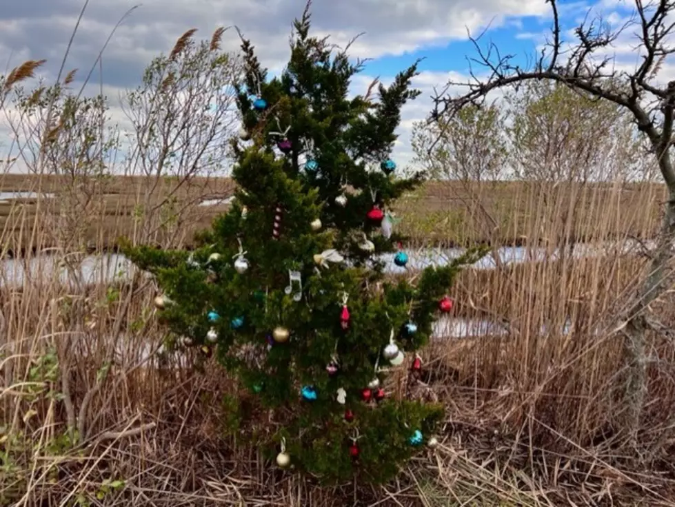 The Jersey Shore Mystery of the Christmas Tree on the Bay