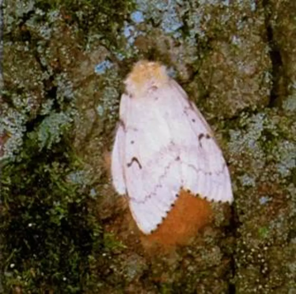 New Jersey Department of Agriculture identifies three counties in need of gypsy moth treatment
