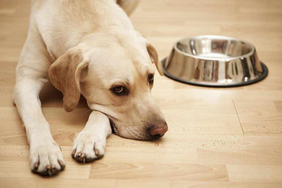 Another Dog Food Recall To Watch Out For, It Could Make Your Dog Sick
