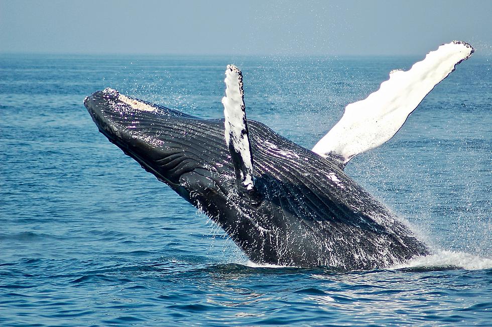 Save The Whales Rally Sunday