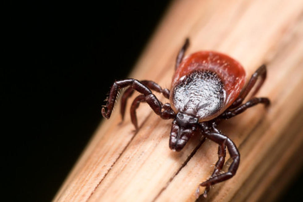 A New Tick in NJ and a Test Site for Lyme Disease Vaccine for Kids