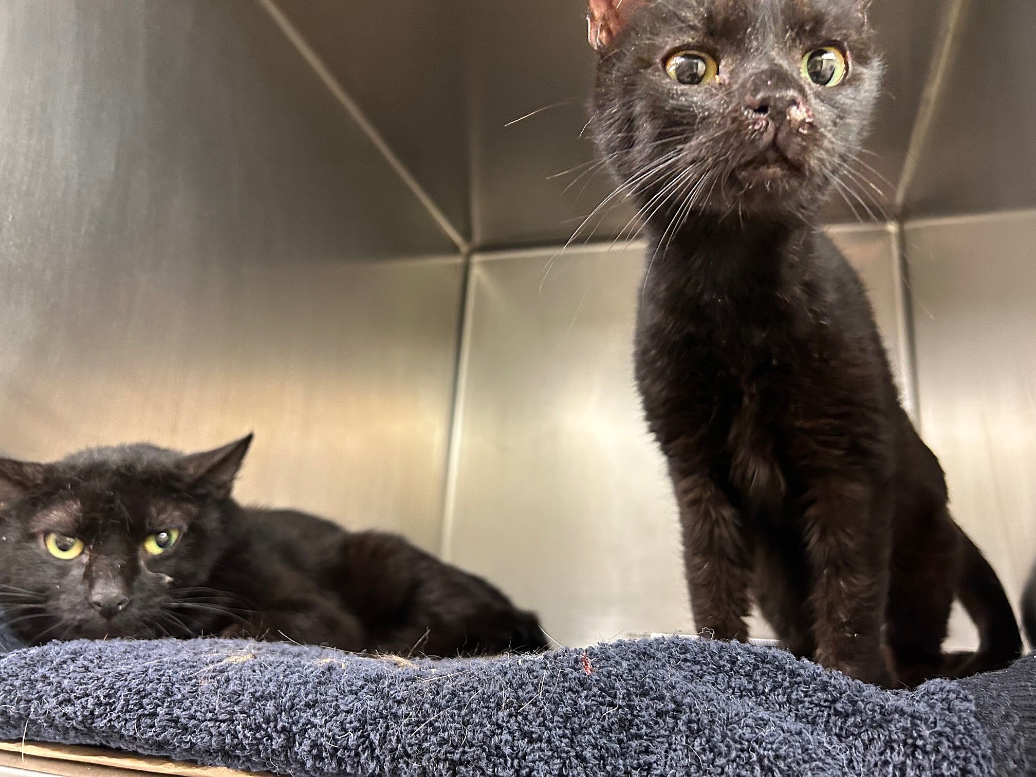 25 cats have to be euthanized after rescue from animal cruelty in Brick, NJ