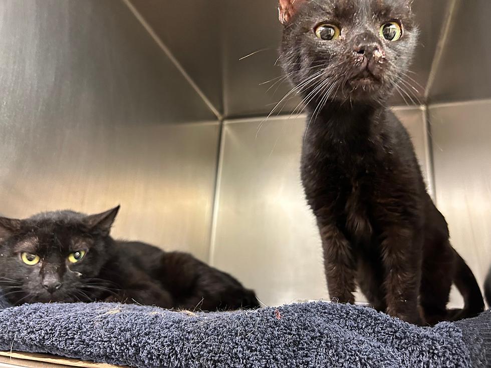 25 cats have to be euthanized after rescue from ‘animal cruelty’ in Brick, NJ