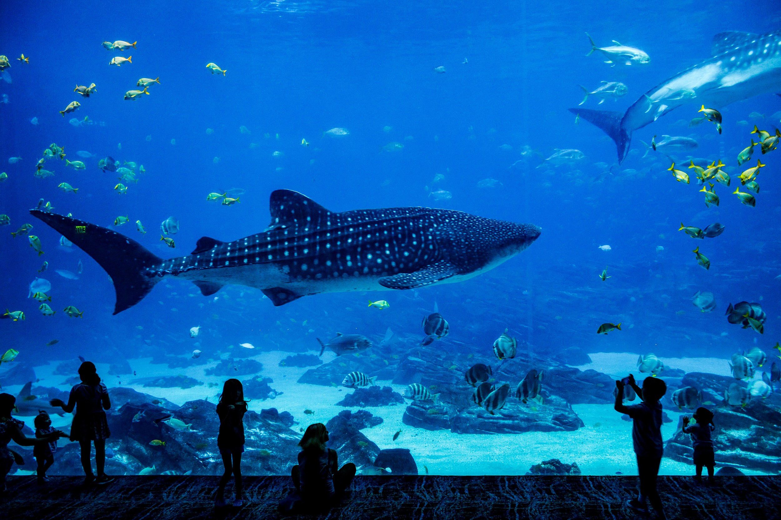 Shark Summer is back at the Camden Adventure Aquarium in 2023